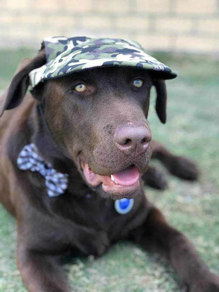 Dog Cap - Camouflage